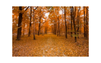 Prepara tus defensas para el otoño