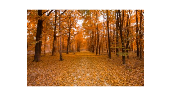 Prepara tus defensas para el otoño